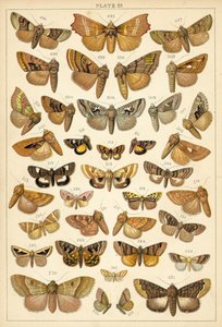 Talíř z motýlů a můr naší země (chromolitho) od English School