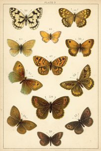 Talíř z motýlů a můr naší země (chromolitho) od English School