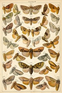 Talíř z motýlů a můr naší země (chromolitho) od English School