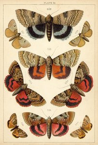 Talíř z motýlů a můr naší země (chromolitho) od English School