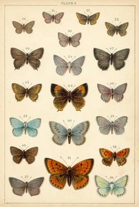 Talíř z motýlů a můr naší země (chromolitho) od English School
