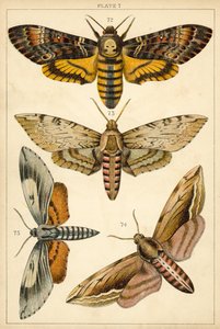 Talíř z motýlů a můr naší země (chromolitho) od English School