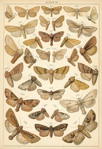 Talíř z motýlů a můr naší země (chromolitho) od English School
