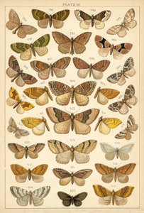 Talíř z motýlů a můr naší země (chromolitho) od English School