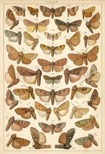 Talíř z motýlů a můr naší země (chromolitho) od English School