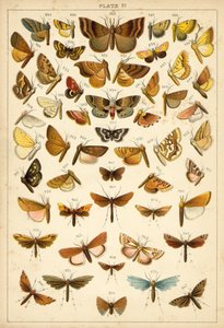 Talíř z motýlů a můr naší země (chromolitho) od English School