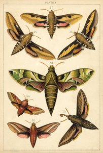 Talíř z motýlů a můr naší země (chromolitho) od English School