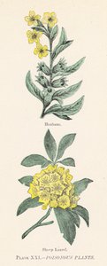 Jedovaté rostliny (barva litho) od English School