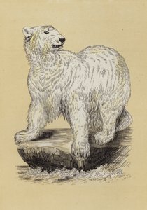 Lední medvěd (barva lito) od English School