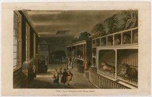 Politos Royal Menagerie, Exeter Change, Strand od English School
