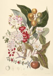 Pomaceae, kmen jablek od English School