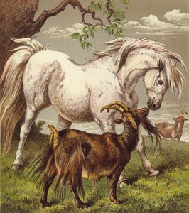 Pony a kozy (barva lito) od English School