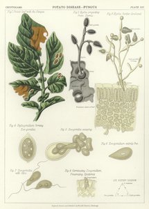 Choroba brambor, houba od English School