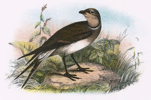Pratincole od English School