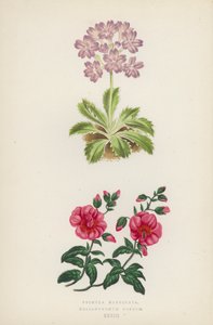 Primula Marginata; Helianthemum Roseum (barva lito) od English School
