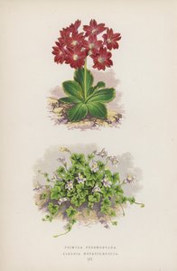 Primula Pedemontana; Linaria Hepaticaefolia (barevná litografie) od English School