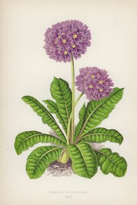 Nejkrásnější sedmikráska (barva litho) od English School