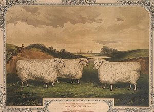 Cena Cotswoldská ovce, krmená jídlem ochuceným Thorleyho kořením, připomínající výstavu tučného dobytka v klubu London Smithfield, vyryto M. Gauci (fl.1810-46) c.1840 (litho) od English School