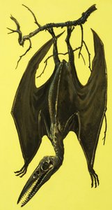 Pterodactylus od English School