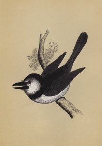 Puff Bird (barva lito) od English School