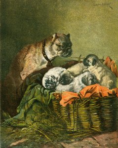 Mops a štěňata