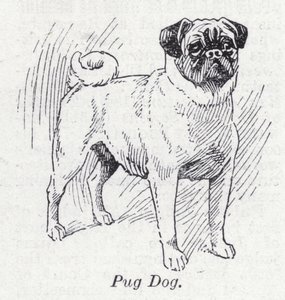 Mops pes (litho) od English School