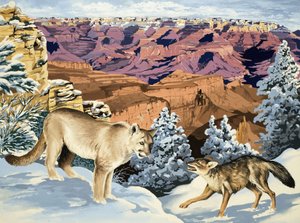 Puma a Coyote se setkávají v národním parku Grand Canyon od English School