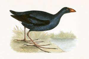 Purple Waterhen, ilustrace z „Historie ptáků Evropy nepozorovaných na Britských ostrovech“ od Charlese Roberta Bree (1811-86), vydáno 1867