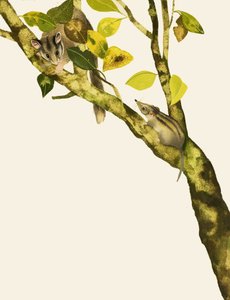 Pygmy Shrews od English School
