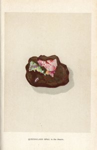 Queensland opál v matrici, z knihy Edwina Streetera „Precious Stones and Gems“, London, George Bell & Sons od English School