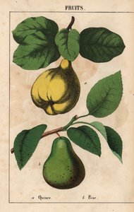Quince and pear  , from "The Instructive Picturebook, or Lessons from the Vegetable World," [Charlotte Mary Yonge], Edinburgh   1352869   cs       czech Successfully Translated  Original: Royal tent Translat: Royal tent 1259358 cs czech Successfully Transl od English School