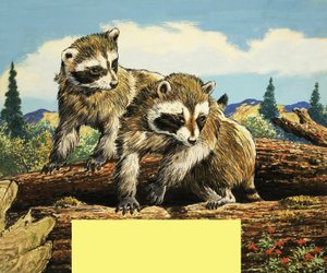 Racoons od English School