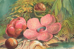 Rafflesia Arnoldii, obří květina deštných pralesů na Sumatře od English School