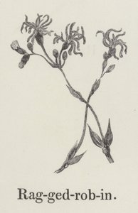 Ragged Robin (rytina) od English School