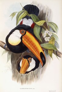 Ramphastos Toco od English School