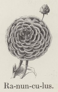 Ranunculus (rytina) od English School