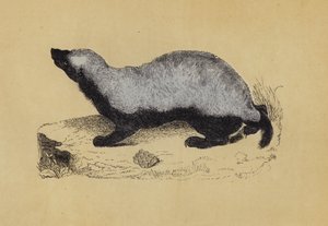 Ratel (barevná litografie) od English School