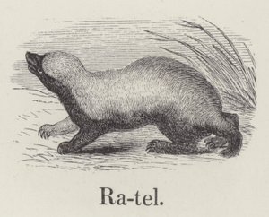 Ratel (rytina) od English School