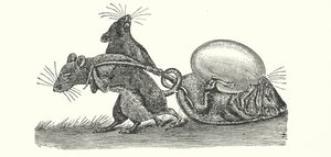 Krysy nesoucí domů vejce (rytina) od English School