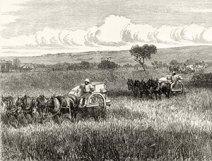 Reaping in South Adelaide, c.1880, z 