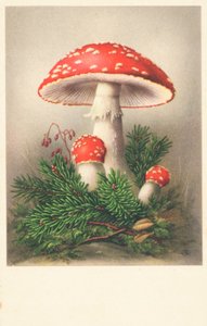 Muchomůrky rudé od English School
