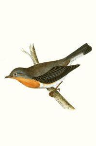 Mucholapka rudokrká, ilustrace z knihy "A History of the Birds of Europe Not Observed in the British Isles" od Charlese Roberta Bree (1811-86), vydáno 1867.