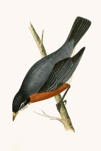 Drozd červený, ilustrace z knihy „Historie ptáků Evropy, která nebyla pozorována na Britských ostrovech“ od Charlese Roberta Bree (1811-86), vydáno 1867 od English School