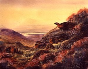 Red Grouse in Moorland, c.1890 (akvarel na papíře) od English School