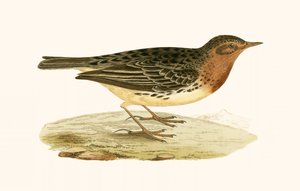 Pipit červený, ilustrace z „Historie ptáků Evropy nepozorovaných na Britských ostrovech“ od Charlese Roberta Bree (1811-86), vydáno 1867