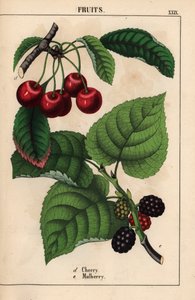 Červené třešně a plody moruše   , z „Poučné obrázkové knihy aneb lekce ze světa zeleniny“, [Charlotte Mary Yonge], Edinburgh od English School