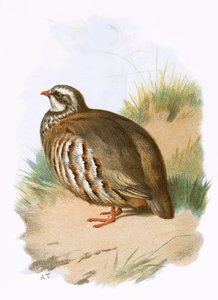 Koroptev červenonohá