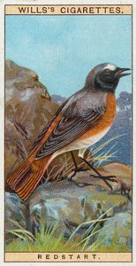 Redstart od English School