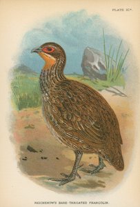 Reichenowův Bare-Throated Francolin od English School