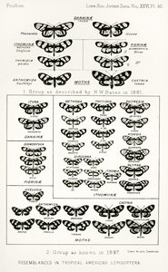 Podoby tropických amerických lepidoptera, ilustrace z The Hope Reports, Vol. II, 1897-1900., editoval Edward B. Poulton, Oxford, 1901 od English School
